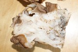 Gyromitra gigas image
