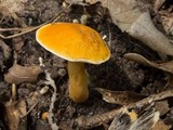 Gyroporus castaneus image