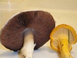 Agaricus bisporus image