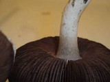 Agaricus bisporus image