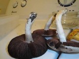 Agaricus bisporus image
