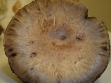 Agaricus bisporus image