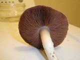 Agaricus bisporus image