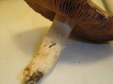 Agaricus bisporus image