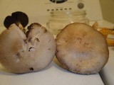 Agaricus bisporus image