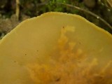 Peziza varia image