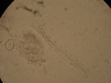 Peziza varia image