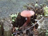 Lactarius camphoratus image