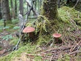 Lactarius camphoratus image