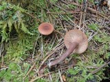 Lactarius camphoratus image