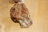 Gyromitra gigas image