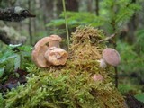 Lactarius helvus image