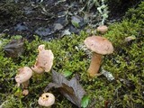 Lactarius helvus image
