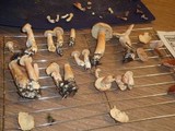 Lactarius helvus image