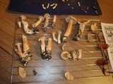 Lactarius helvus image