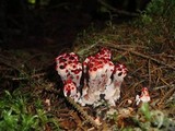 Hydnellum peckii image