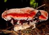 Hydnellum peckii image