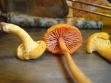 Entoloma quadratum image