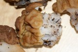Gyromitra gigas image