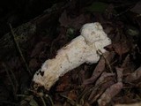 Hypomyces hyalinus image