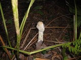 Hypomyces hyalinus image
