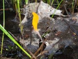 Mitrula elegans image