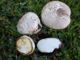 Calvatia pachyderma image