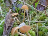 Galerina paludosa image