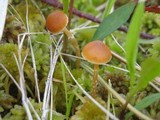 Galerina paludosa image