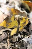 Craterellus fallax image