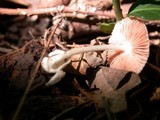 Volvariella hypopithys image