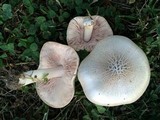 Pluteus petasatus image