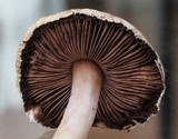 Agaricus comtulus image