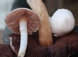 Agaricus comtulus image