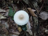 Lepiota clypeolaria image