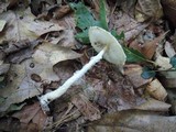 Lepiota clypeolaria image