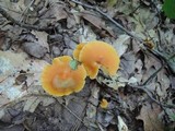 Humidicutis auratocephala image