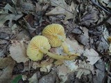 Humidicutis auratocephala image