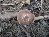 Clitocybe costata image