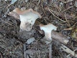 Clitocybe costata image