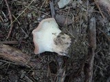 Clitocybe costata image