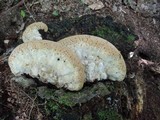 Inonotus dryadeus image