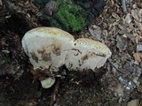Inonotus dryadeus image