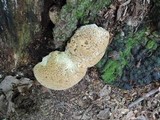 Inonotus dryadeus image