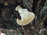 Inonotus dryadeus image