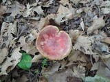 Russula flavisiccans image