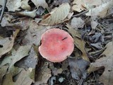 Russula flavisiccans image