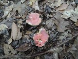 Russula flavisiccans image