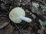 Russula flavisiccans image