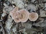 Hydnellum concrescens image